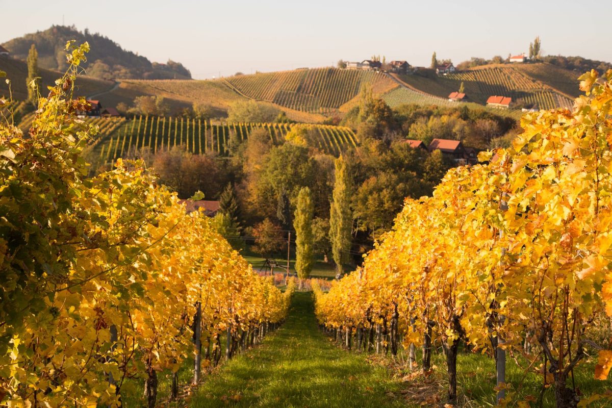 Wine Tour 37